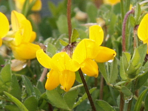 Lotus alpinus