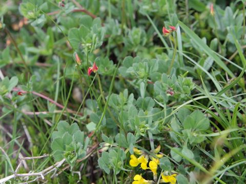 Lotus alpinus