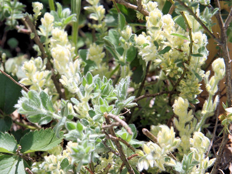 Lotus hirsutus cv. Brimstone