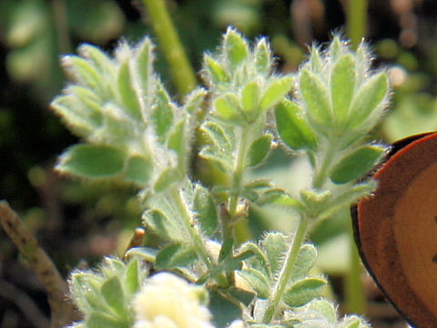 Lotus hirsutus cv. Brimstone