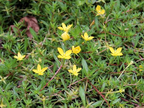 Ludwigia arcuata