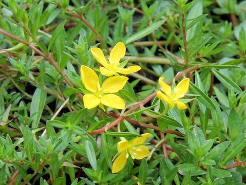 Ludwigia arcuata