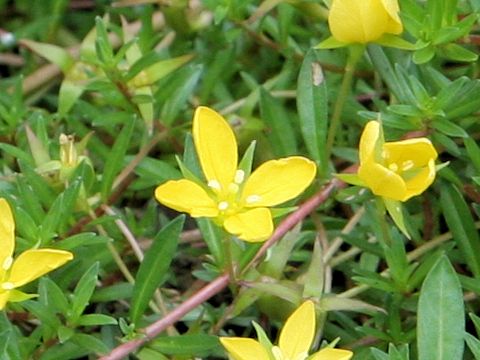 Ludwigia arcuata