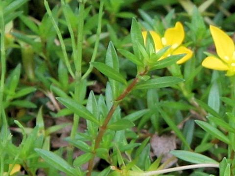 Ludwigia arcuata