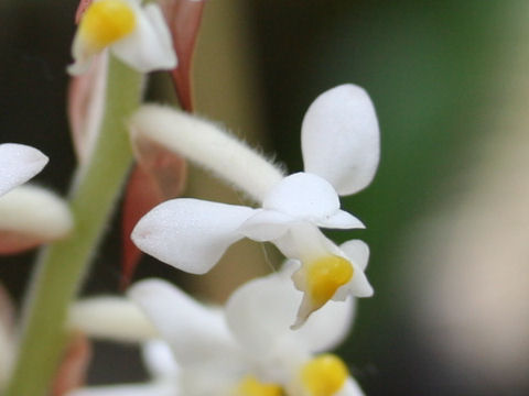 Ludisia discolor