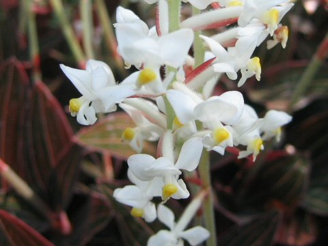 Ludisia discolor