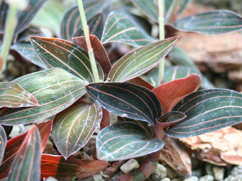 Ludisia discolor