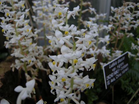 Ludisia discolor var. nigricans