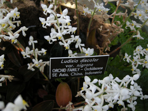 Ludisia discolor var. nigricans