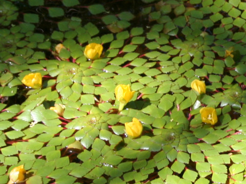 Ludwigia sedoides