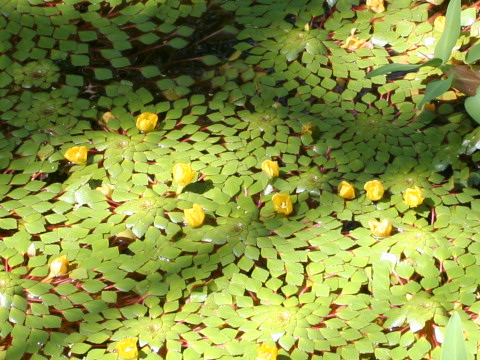 Ludwigia sedoides