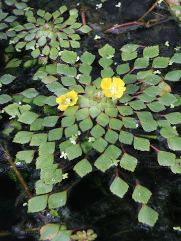 Ludwigia sedoides