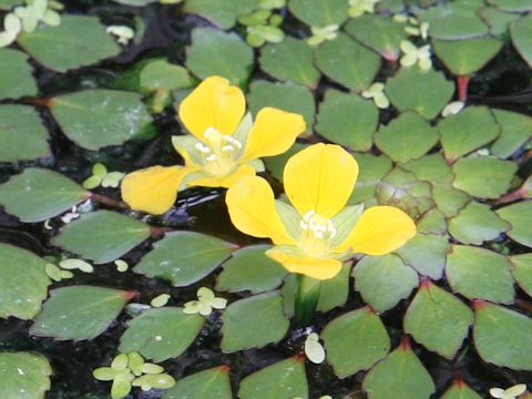 Ludwigia sedoides