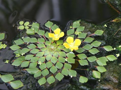 Ludwigia sedoides