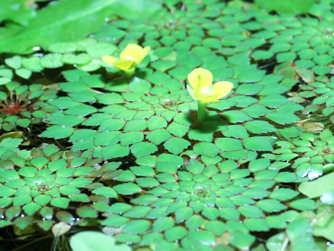 Ludwigia sedoides