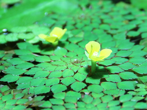 Ludwigia sedoides