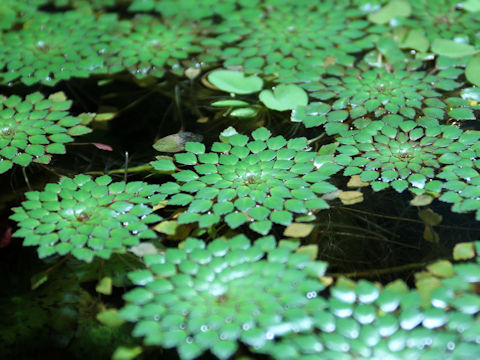 Ludwigia sedoides