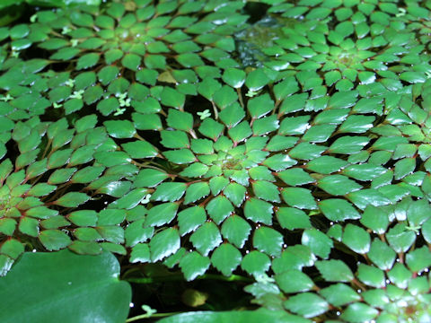 Ludwigia sedoides