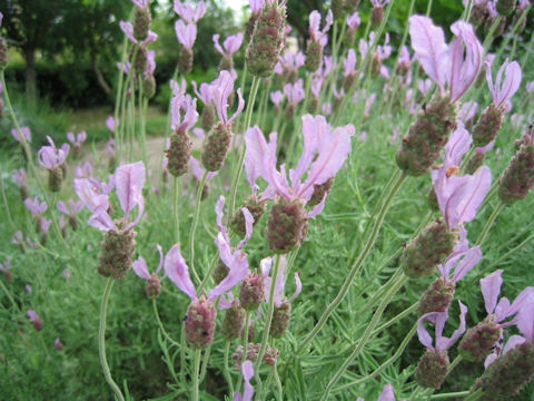 Lavandula stoechas ssp. luisieri