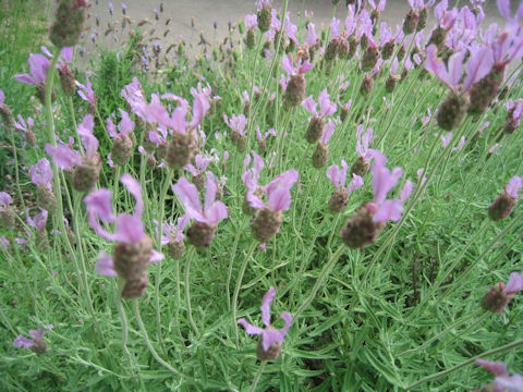 Lavandula stoechas ssp. luisieri