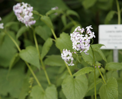 Lunaria rediviva