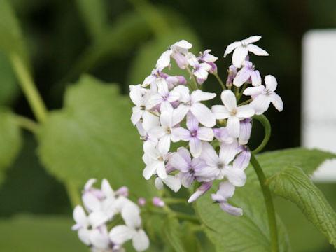 Lunaria rediviva