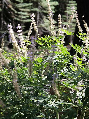 Lupinus albicaulis