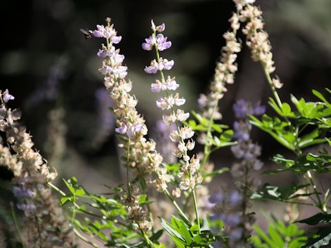 Lupinus albicaulis