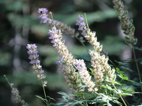 Lupinus albicaulis