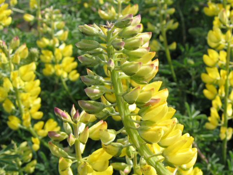 Lupinus arboreus