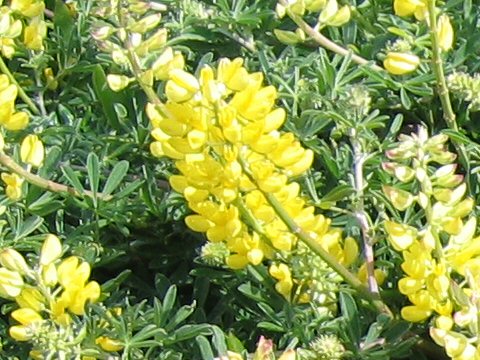 Lupinus arboreus