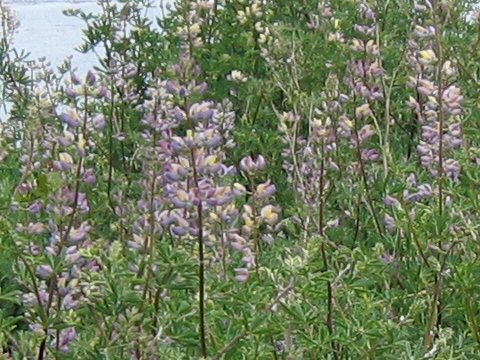 Lupinus bicolor