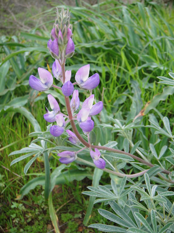 Lupinus bicolor