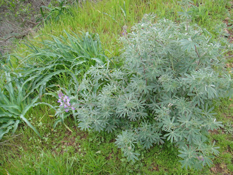 Lupinus bicolor