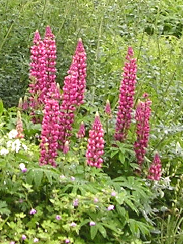 Lupinus sp.