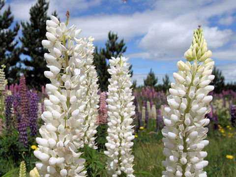 Lupinus sp.