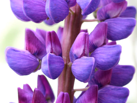 Lupinus sp.