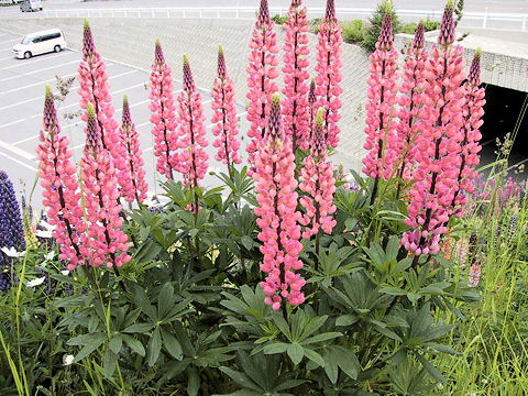 Lupinus sp.