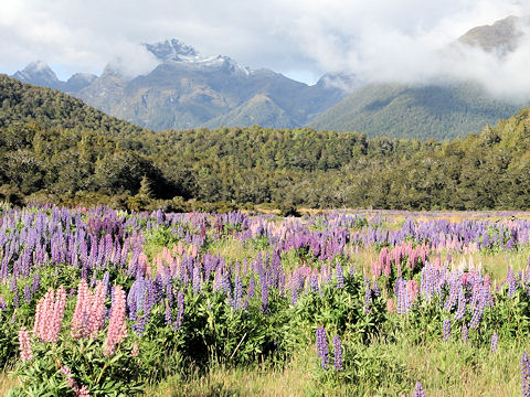 Lupinus sp.