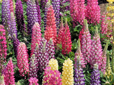 Lupinus sp.