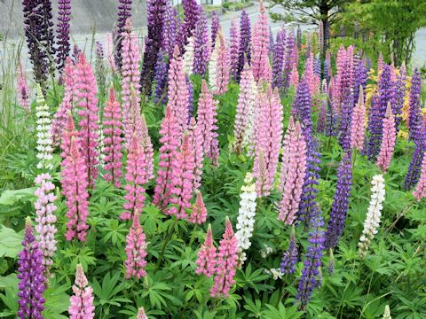 Lupinus sp.