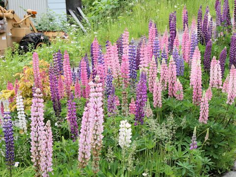 Lupinus sp.