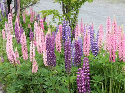 Lupinus sp.