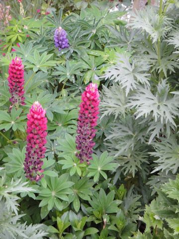 Lupinus sp.