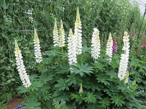 Lupinus sp.