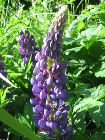 Lupinus sp.