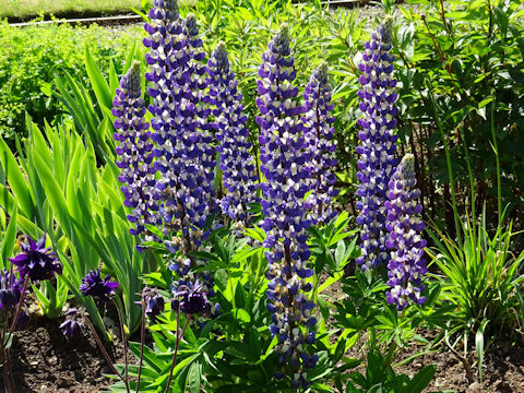 Lupinus sp.