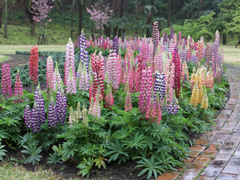 Lupinus sp.