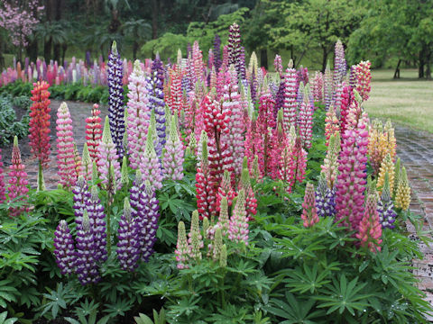 Lupinus sp.