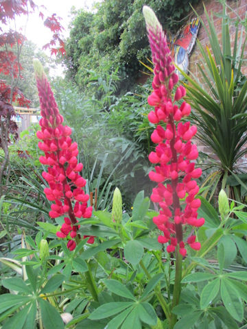 Lupinus sp.